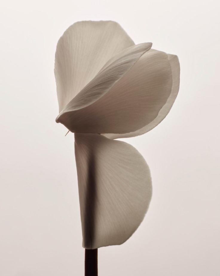 d88b265e76c66823f10fb0d3c4744493